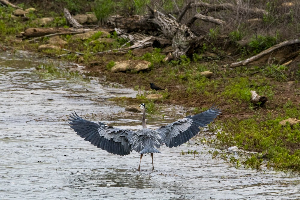 Great Blue Heron - ML618525343