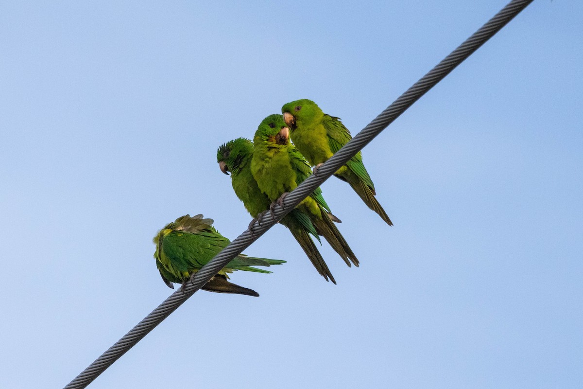 aratinga zelený (ssp. holochlorus/brewsteri) - ML618525370