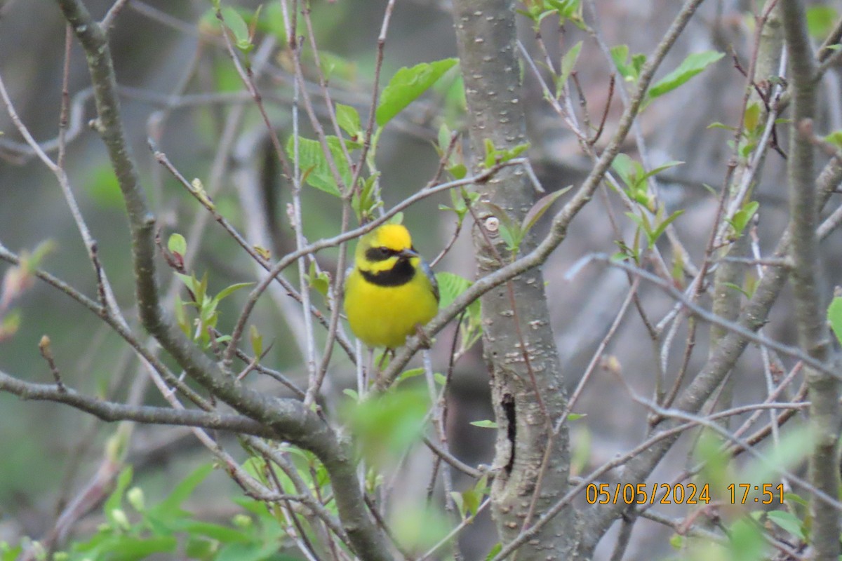 Lawrence's Warbler (hybrid) - Cindy & Mike Venus