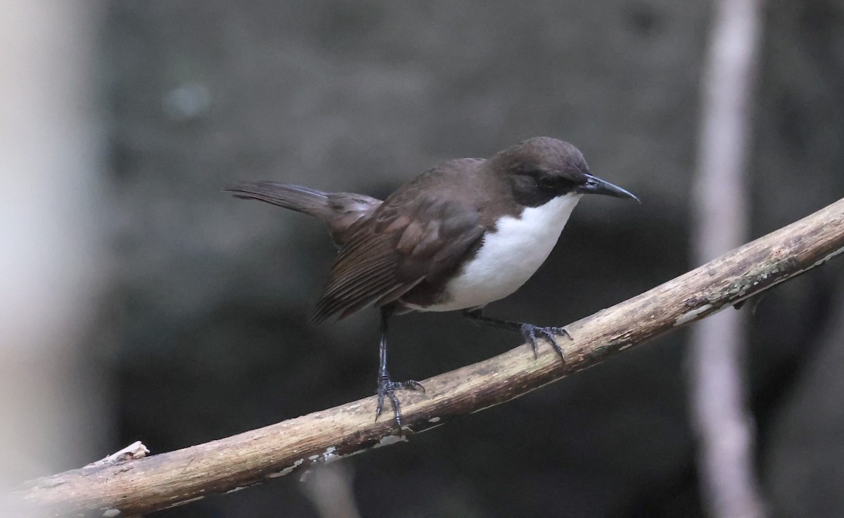 White-breasted Thrasher - Pam Rasmussen