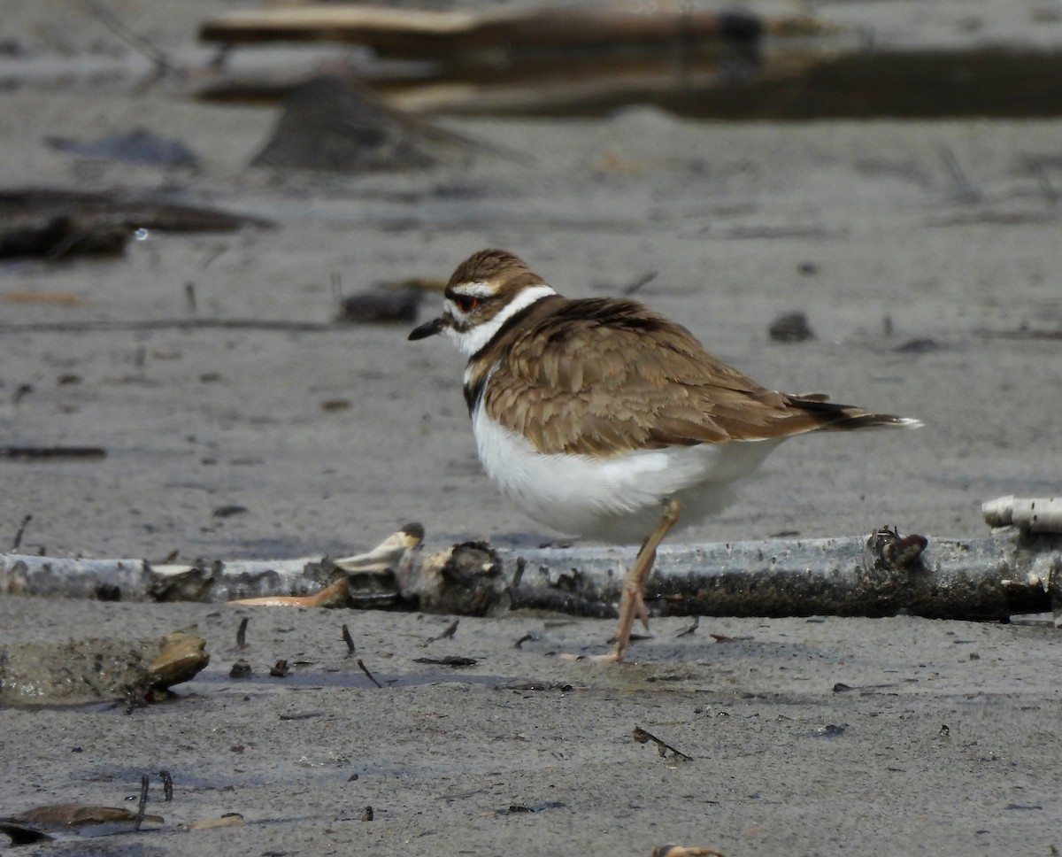 Killdeer - Pegg & Mark Campbell