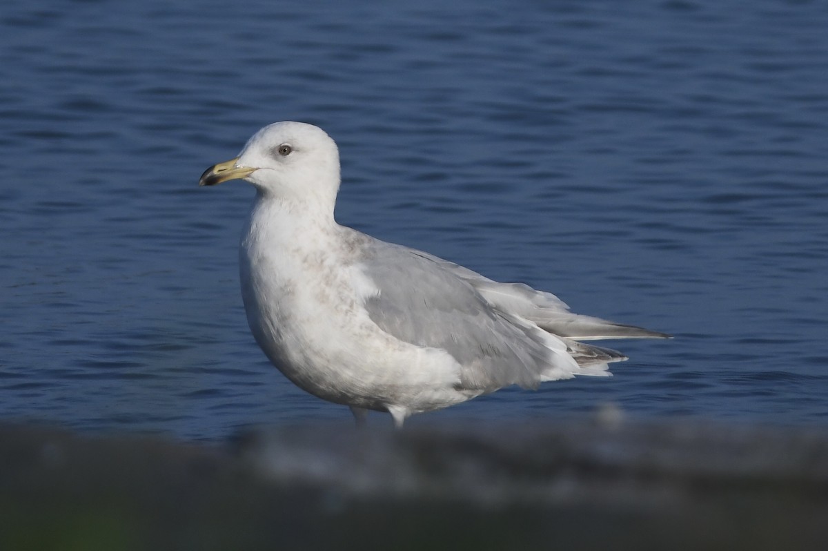 Iceland Gull - ML618525443