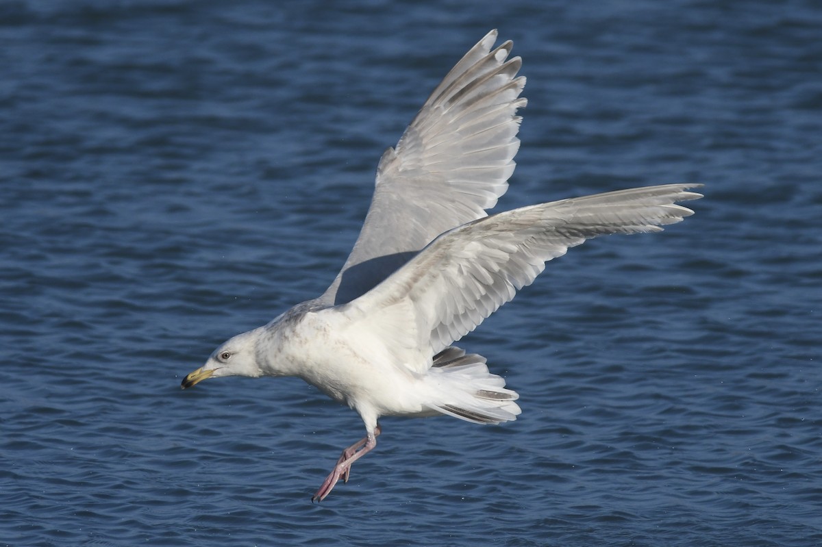 Gaviota Groenlandesa - ML618525445