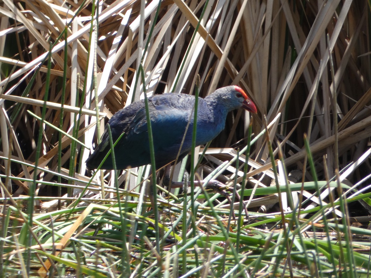 Gray-headed Swamphen - ML618525482