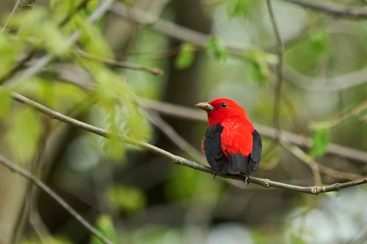 Scarlet Tanager - ML618525488