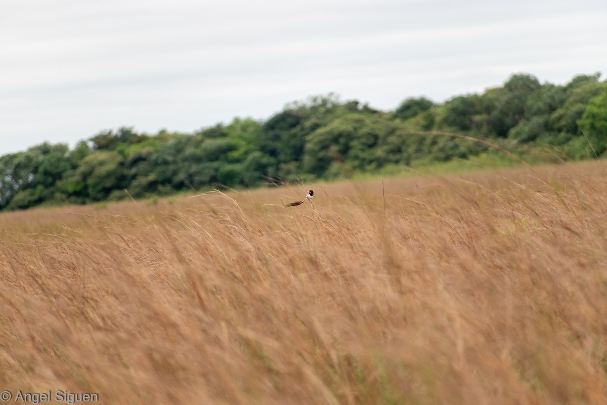 Strange-tailed Tyrant - ML618525498