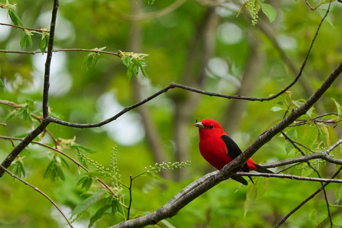 Scarlet Tanager - ML618525504