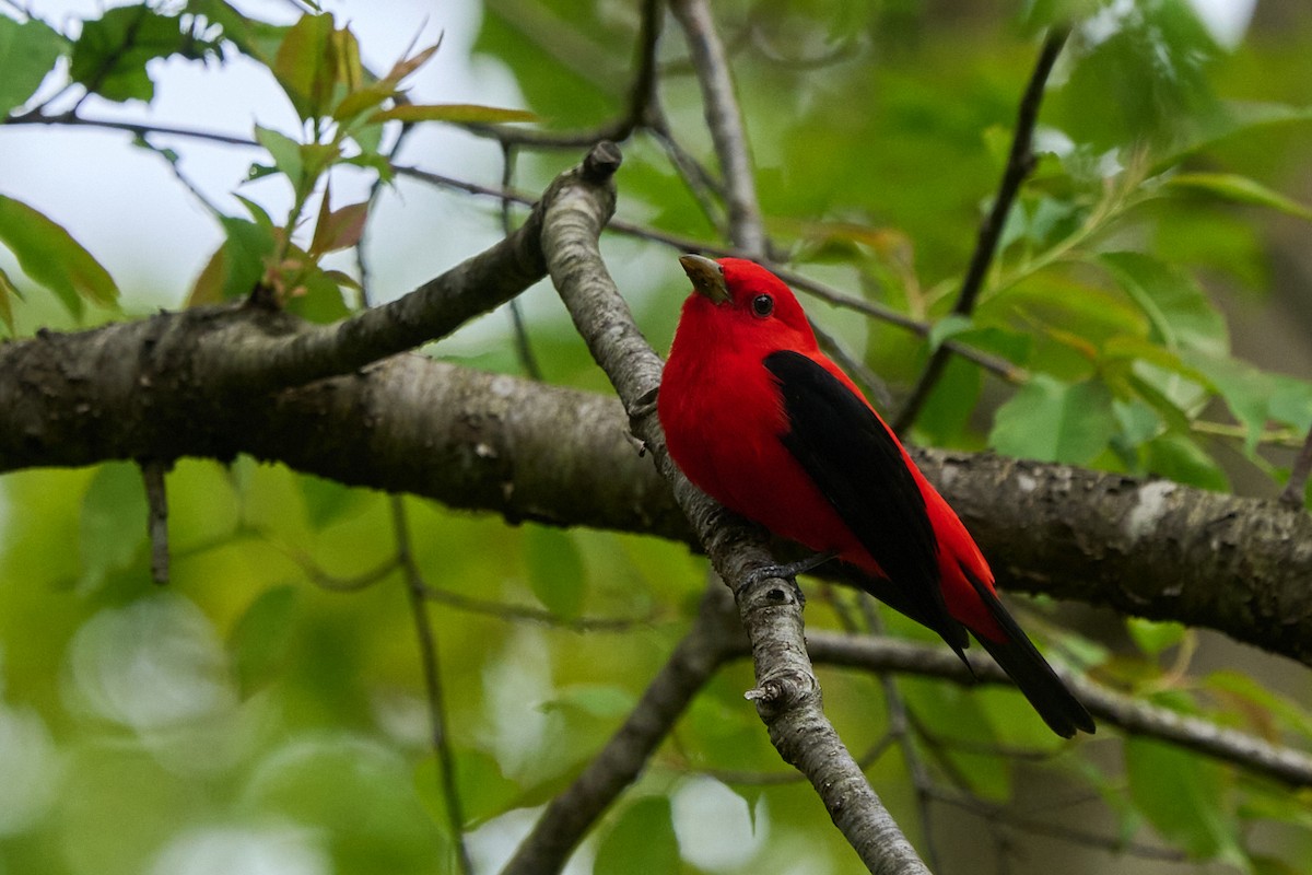 Scarlet Tanager - ML618525517