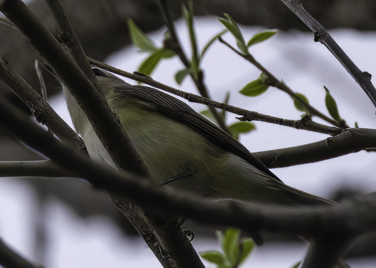 Red-eyed Vireo - Luc Tremblay
