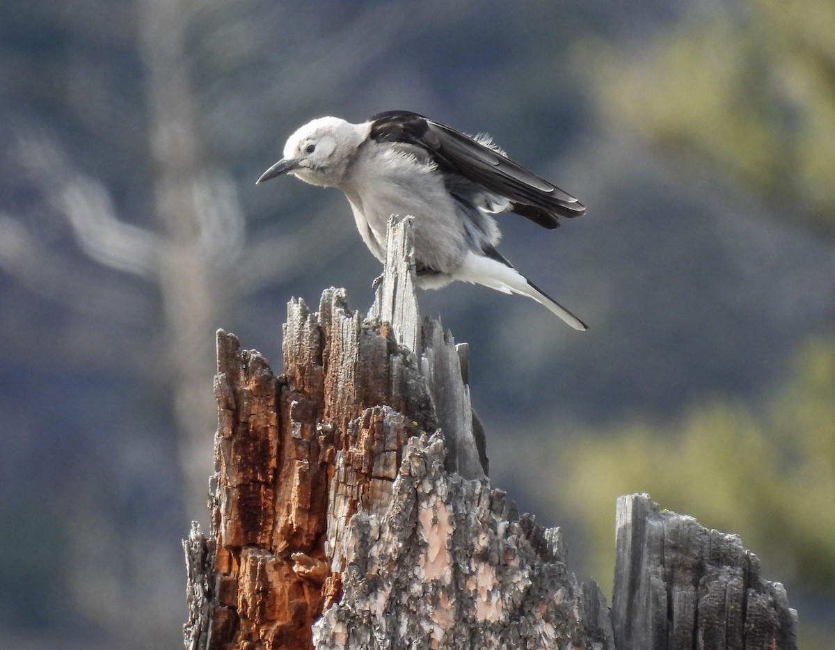 Clark's Nutcracker - ML618525572