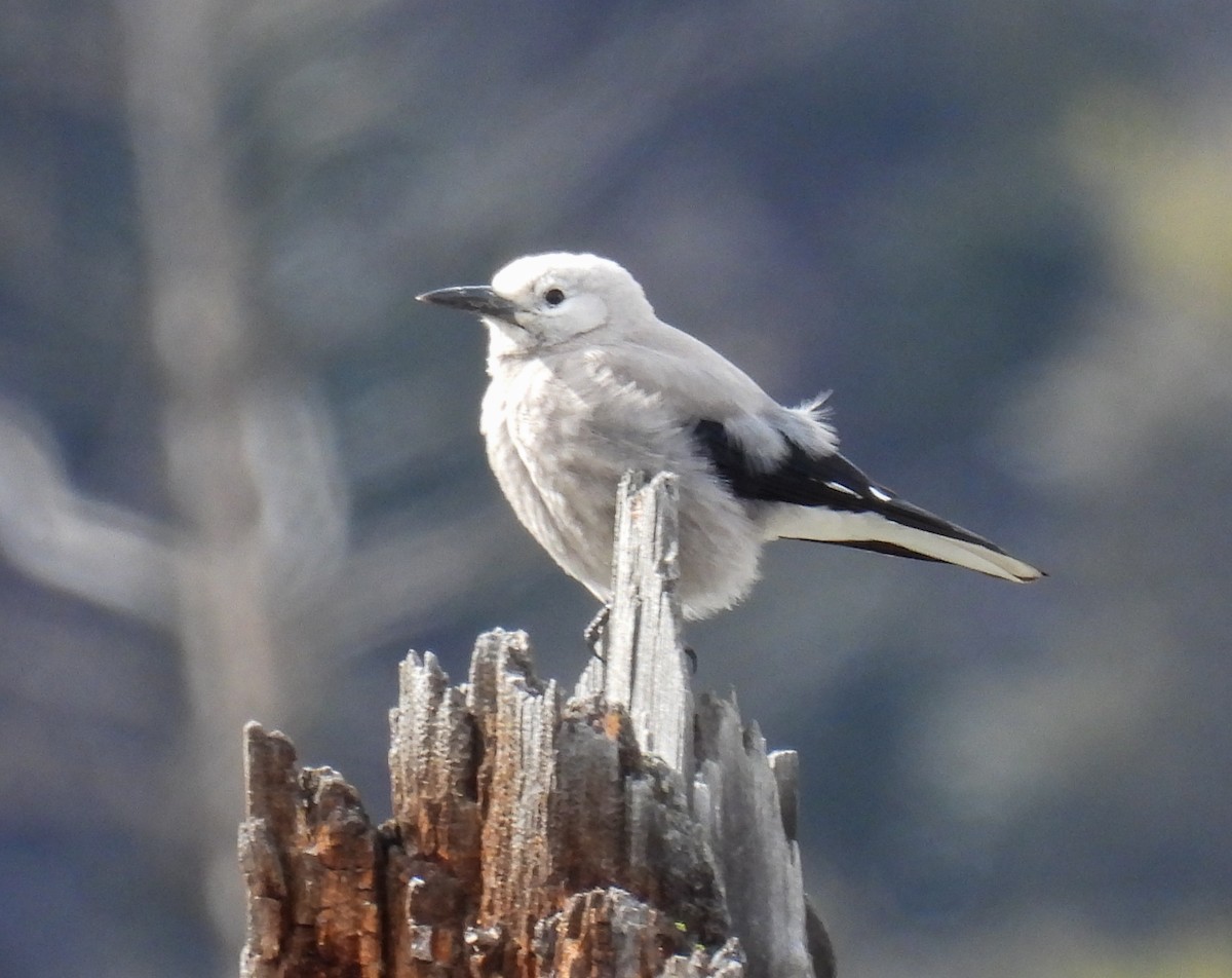 Clark's Nutcracker - ML618525573