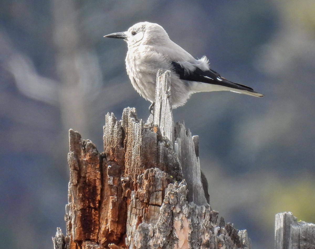 Clark's Nutcracker - Sara Gravatt-Wimsatt