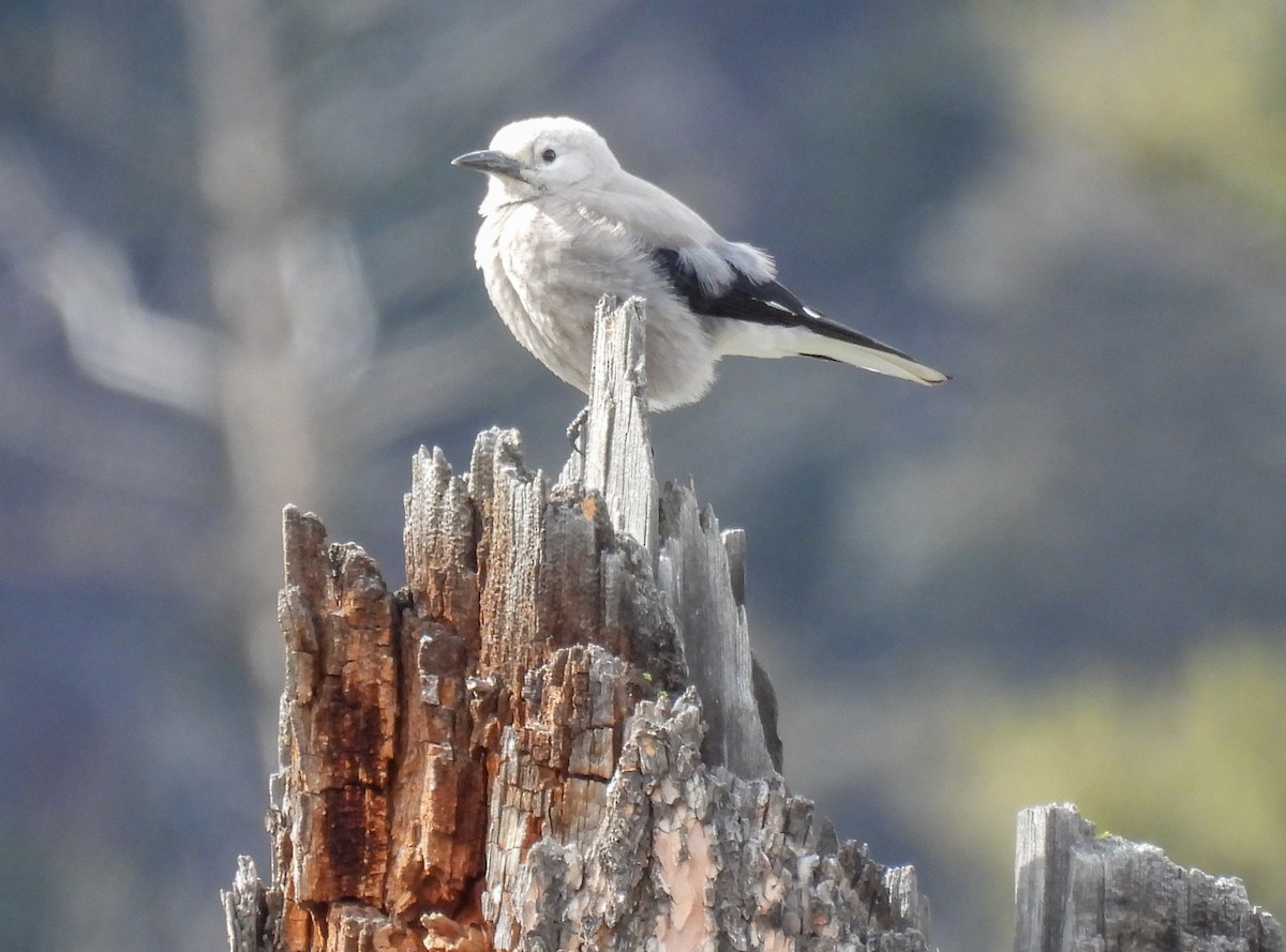 Clark's Nutcracker - ML618525586