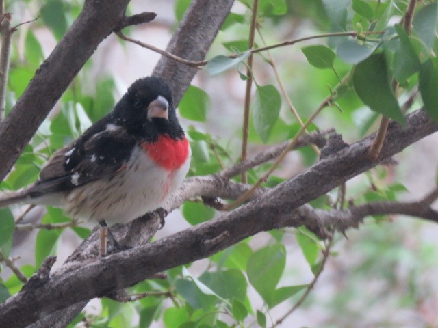 Rose-breasted Grosbeak - ML618525587