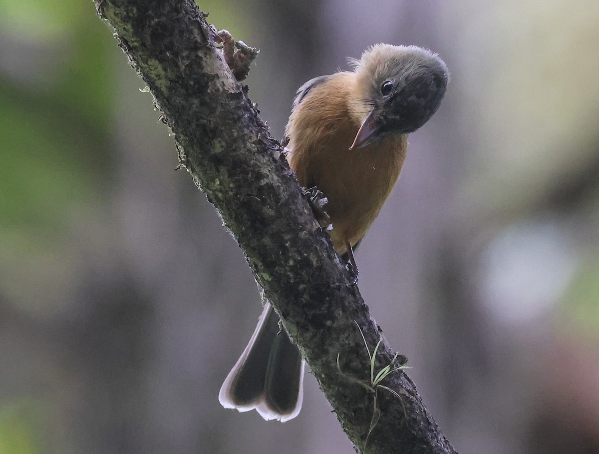 Lesser Antillean Pewee - Pam Rasmussen