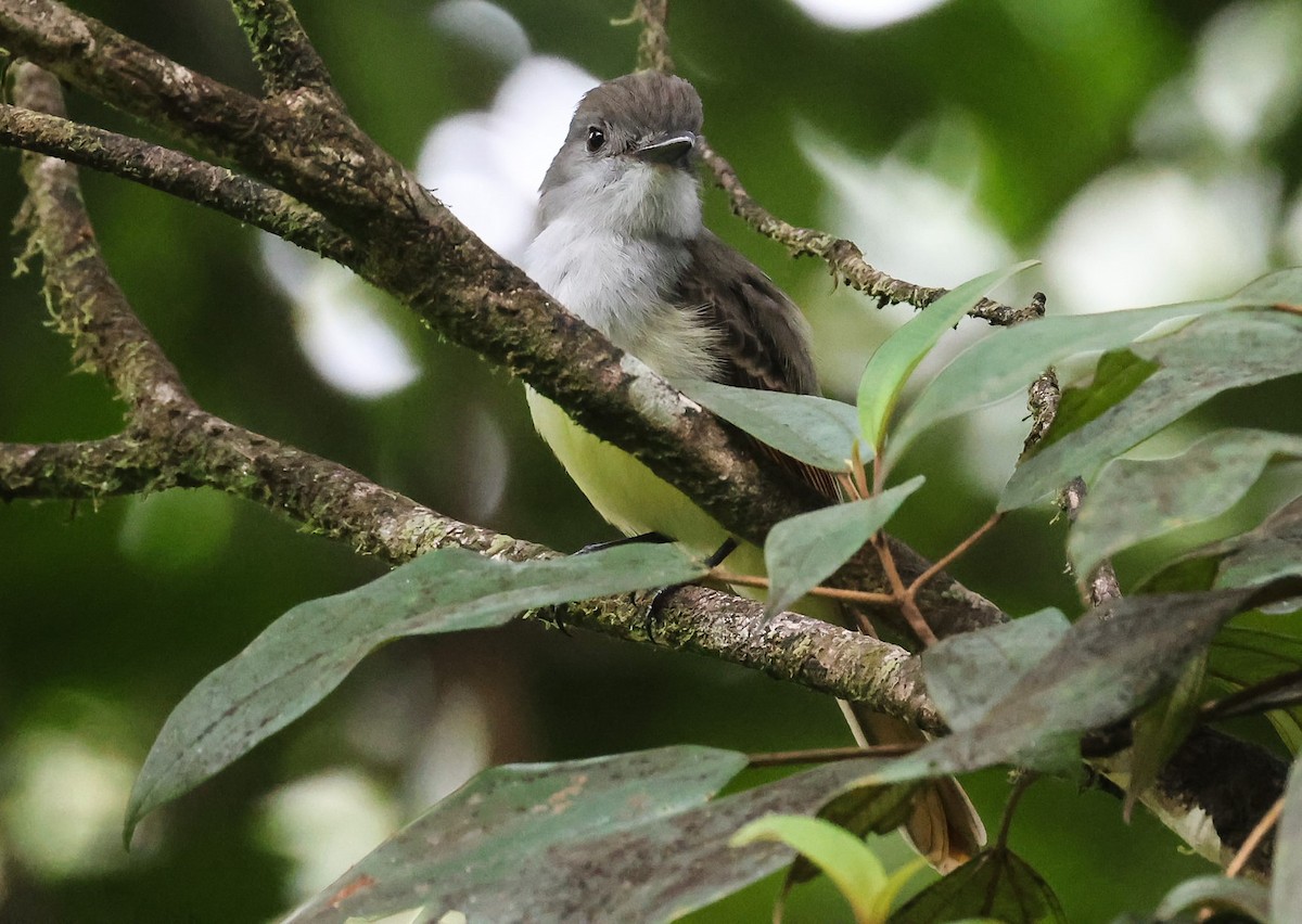 Lesser Antillean Flycatcher - ML618525659