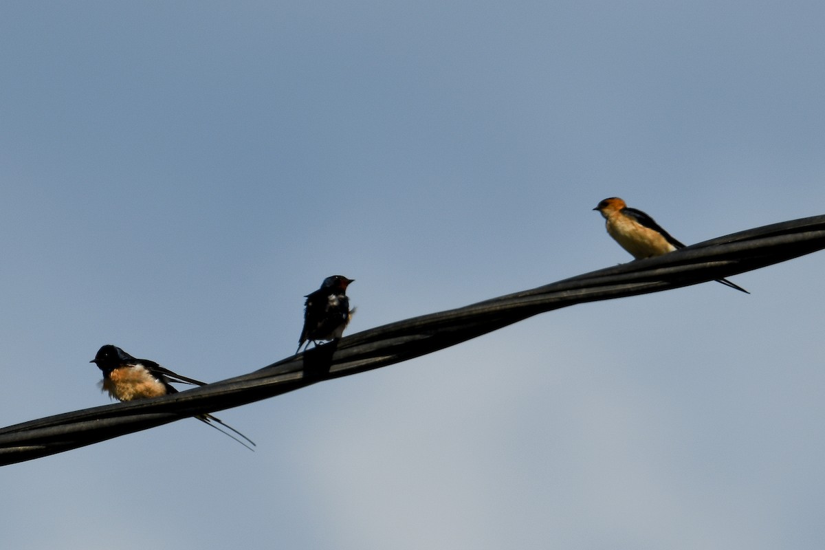 Red-rumped Swallow - Bill Asteriades