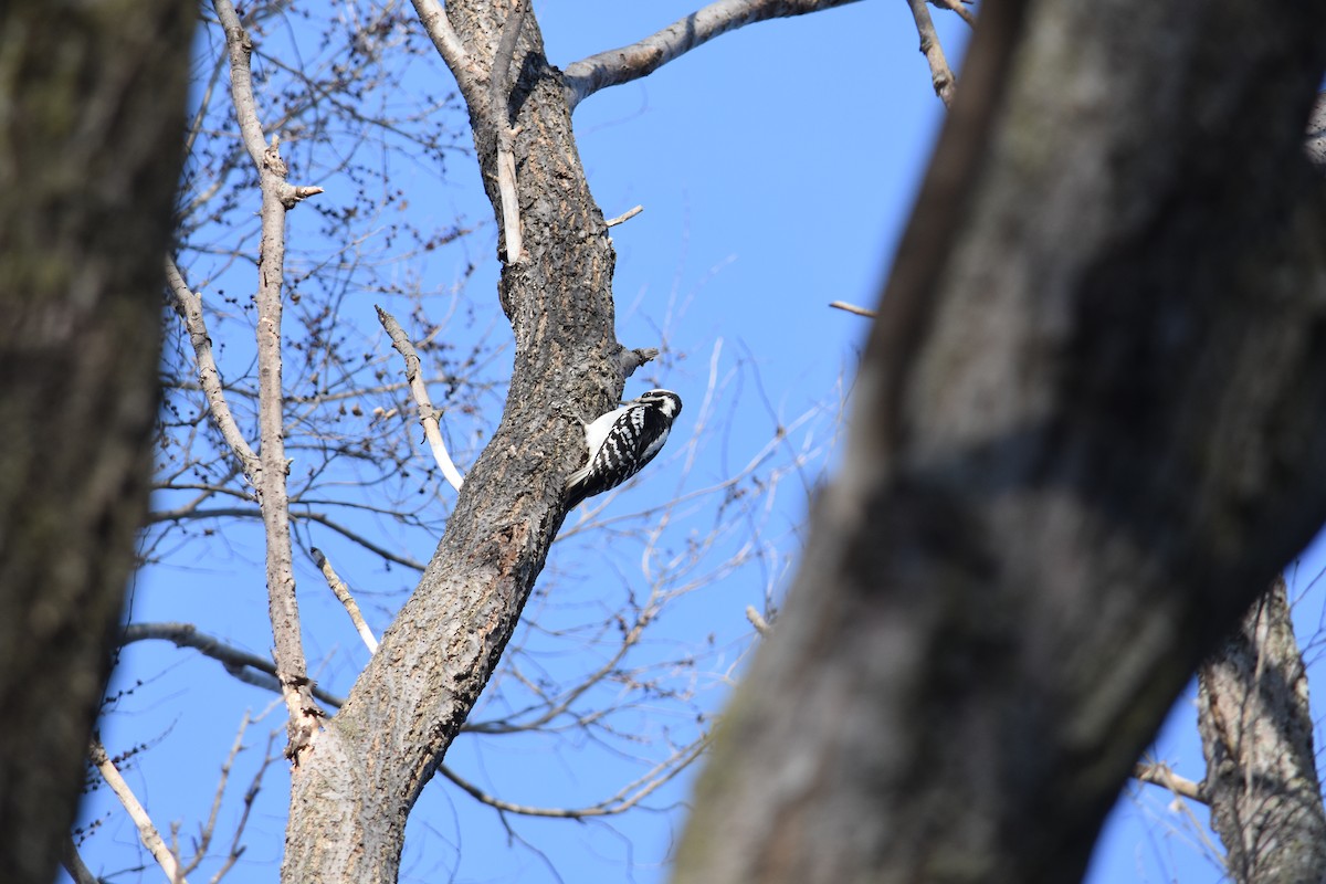 Hairy Woodpecker - Charlie Ripp