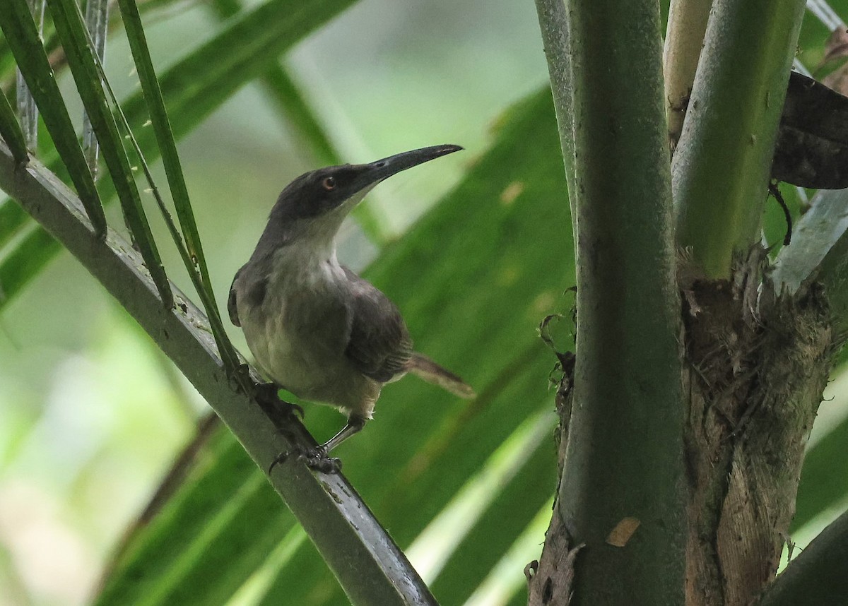 Gray Trembler - Pam Rasmussen