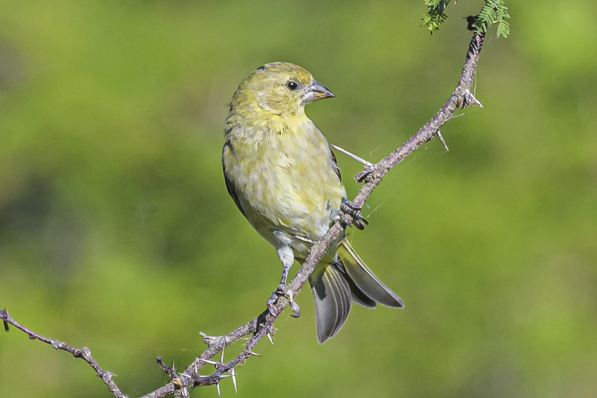 Hooded Siskin - Amed Hernández