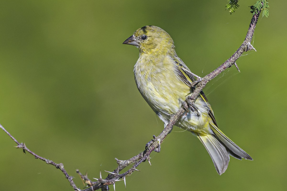 Hooded Siskin - Amed Hernández