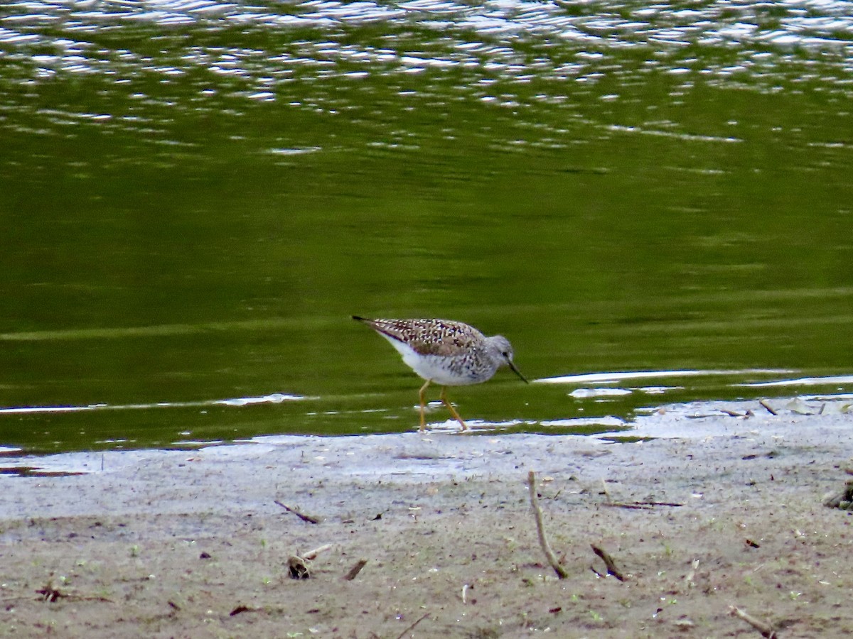 Lesser Yellowlegs - ML618525738