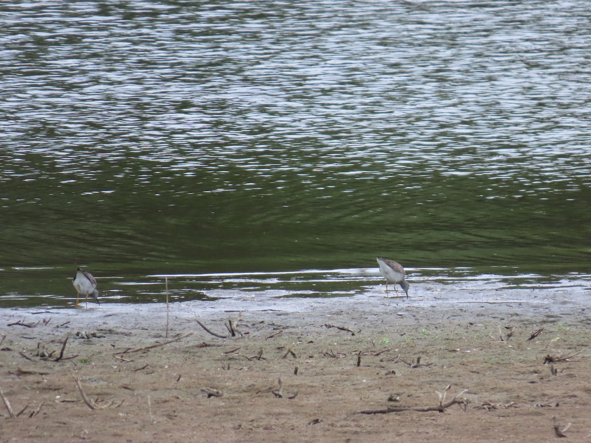 Lesser Yellowlegs - ML618525740