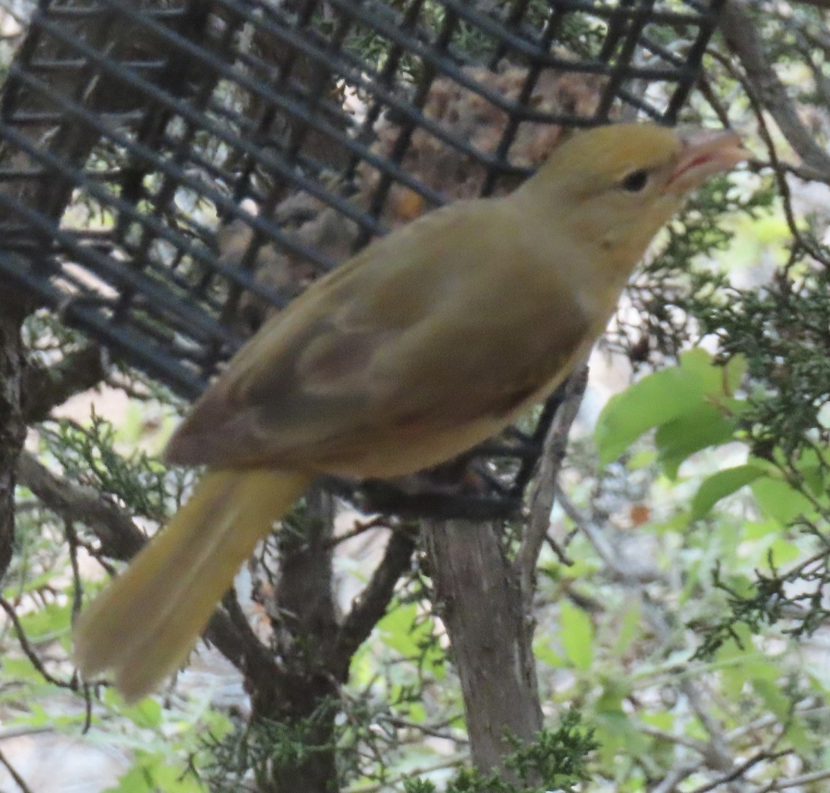 Summer Tanager - ML618525747