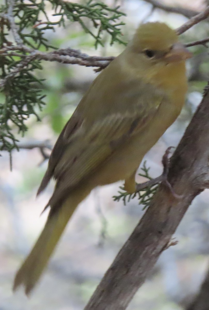 Summer Tanager - ML618525750