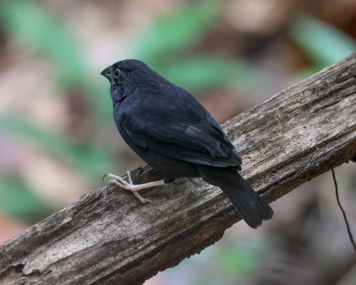 St. Lucia Black Finch - ML618525763