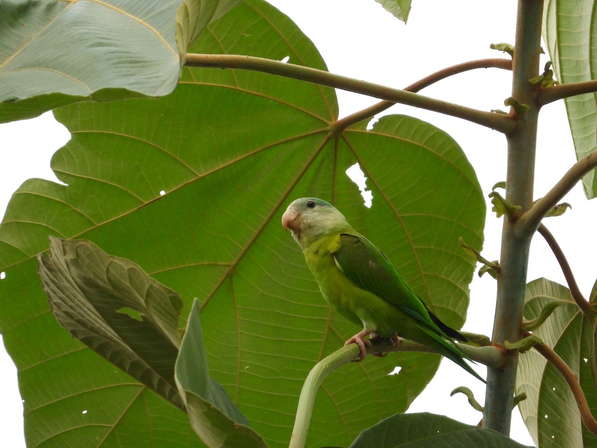 ワタボウシミドリインコ - ML618525776