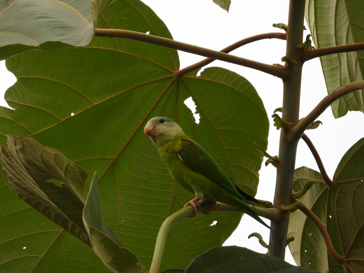 Gray-cheeked Parakeet - Francisco Sornoza