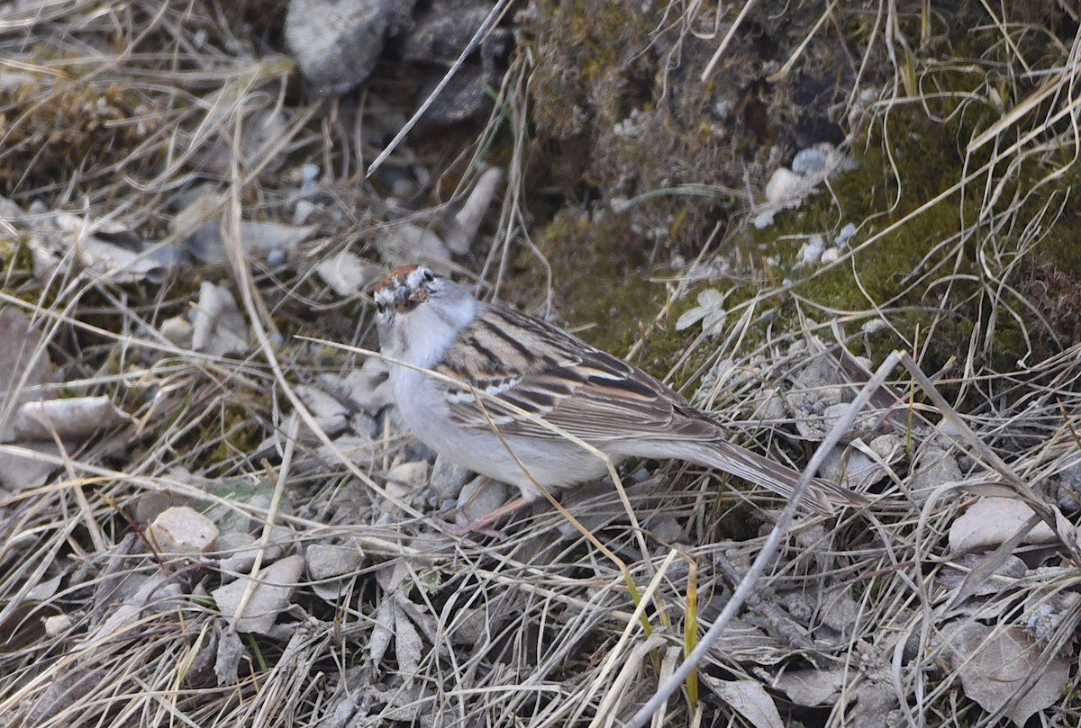 Chipping Sparrow - ML618525816