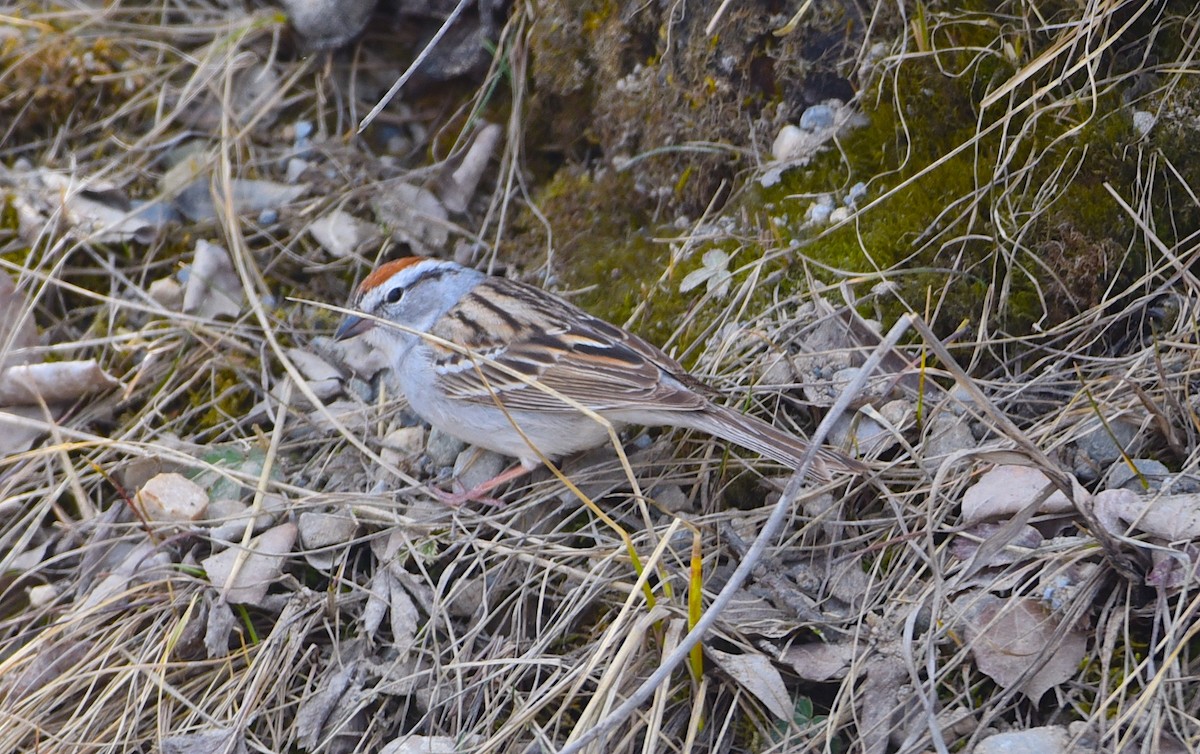 Chipping Sparrow - ML618525817