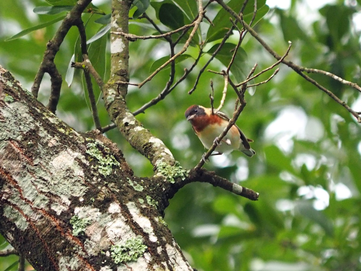 Bay-breasted Warbler - ML618525843