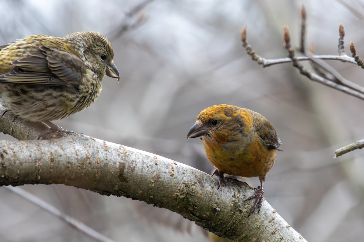 Red Crossbill - Robin Corcoran