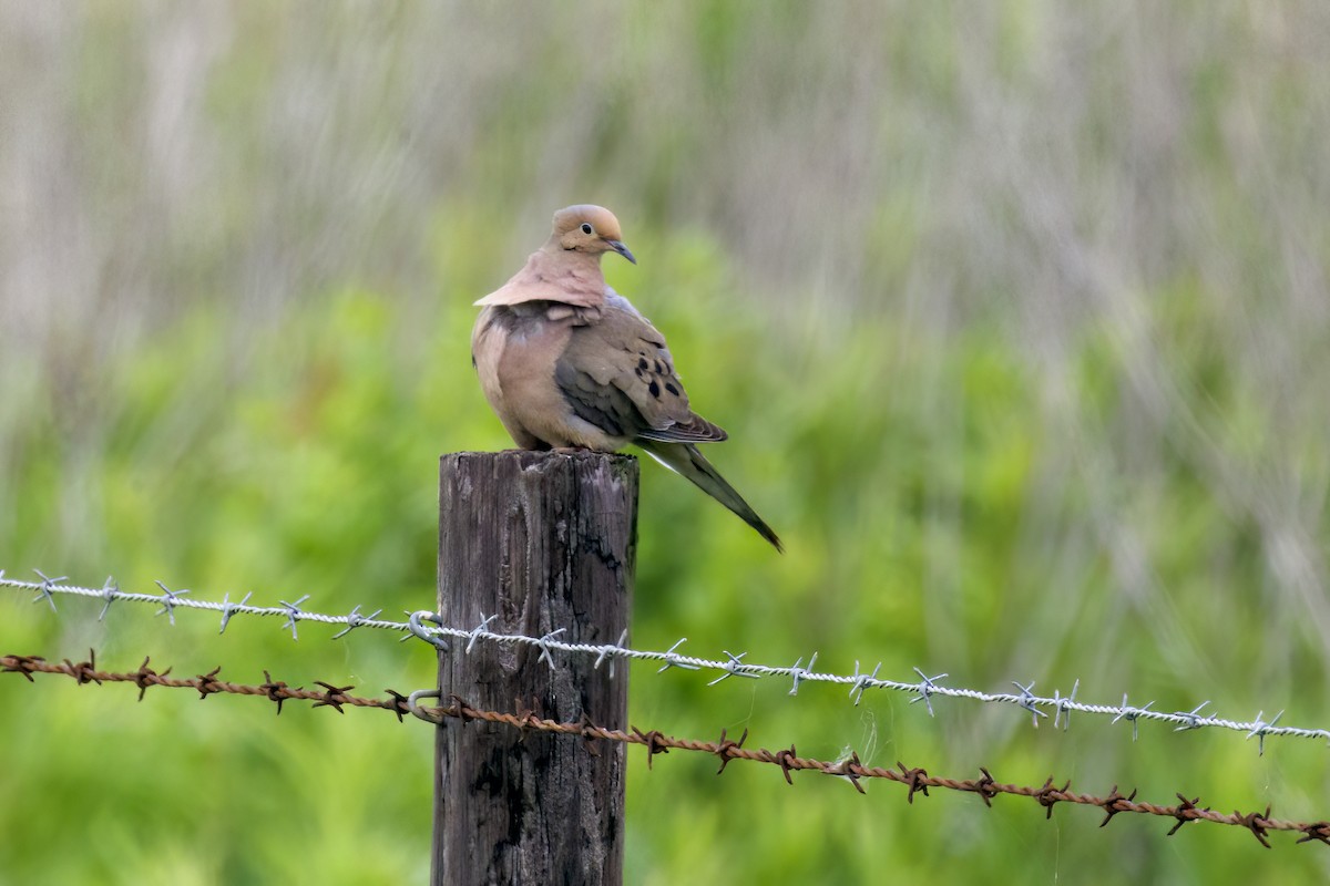 Mourning Dove - ML618525859