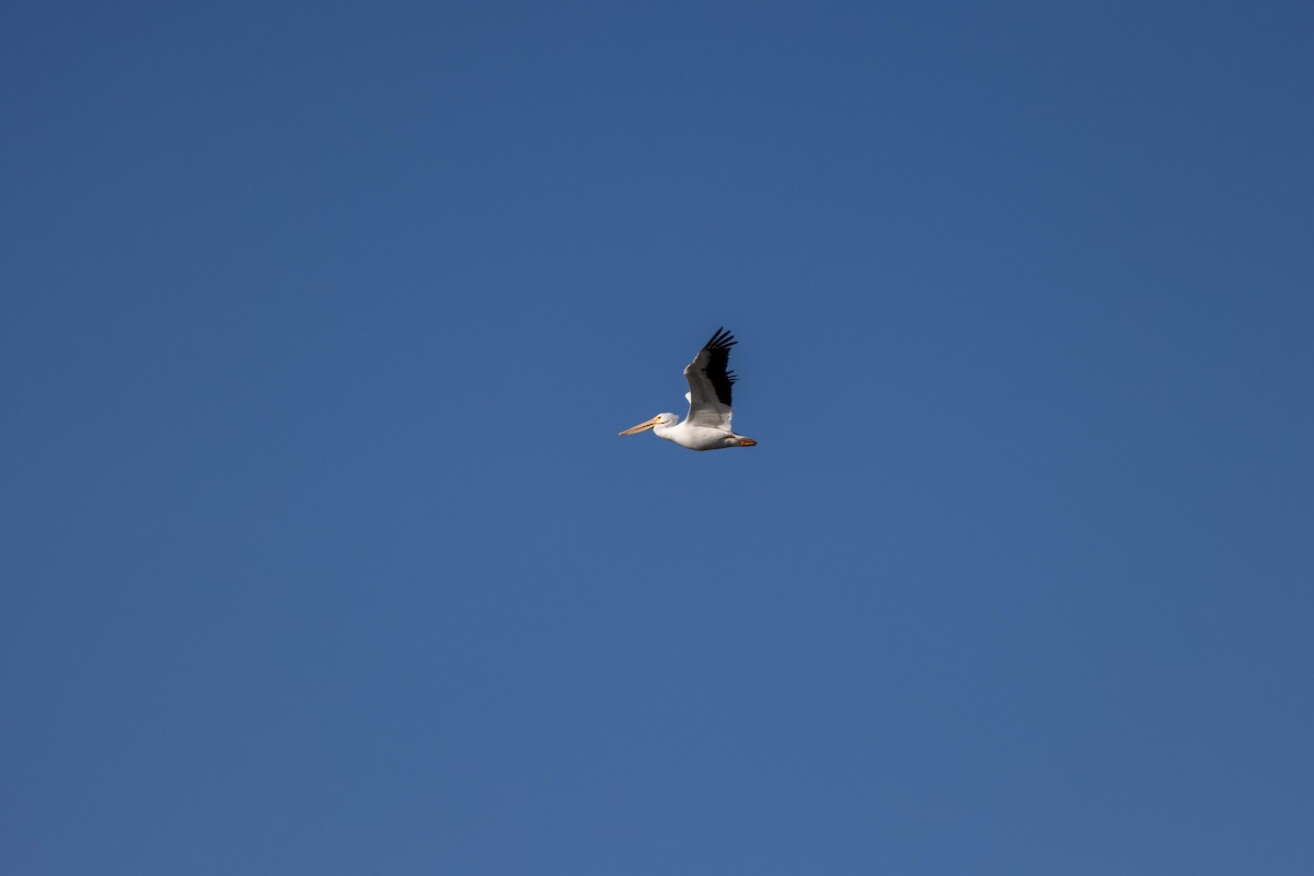 American White Pelican - ML618525863