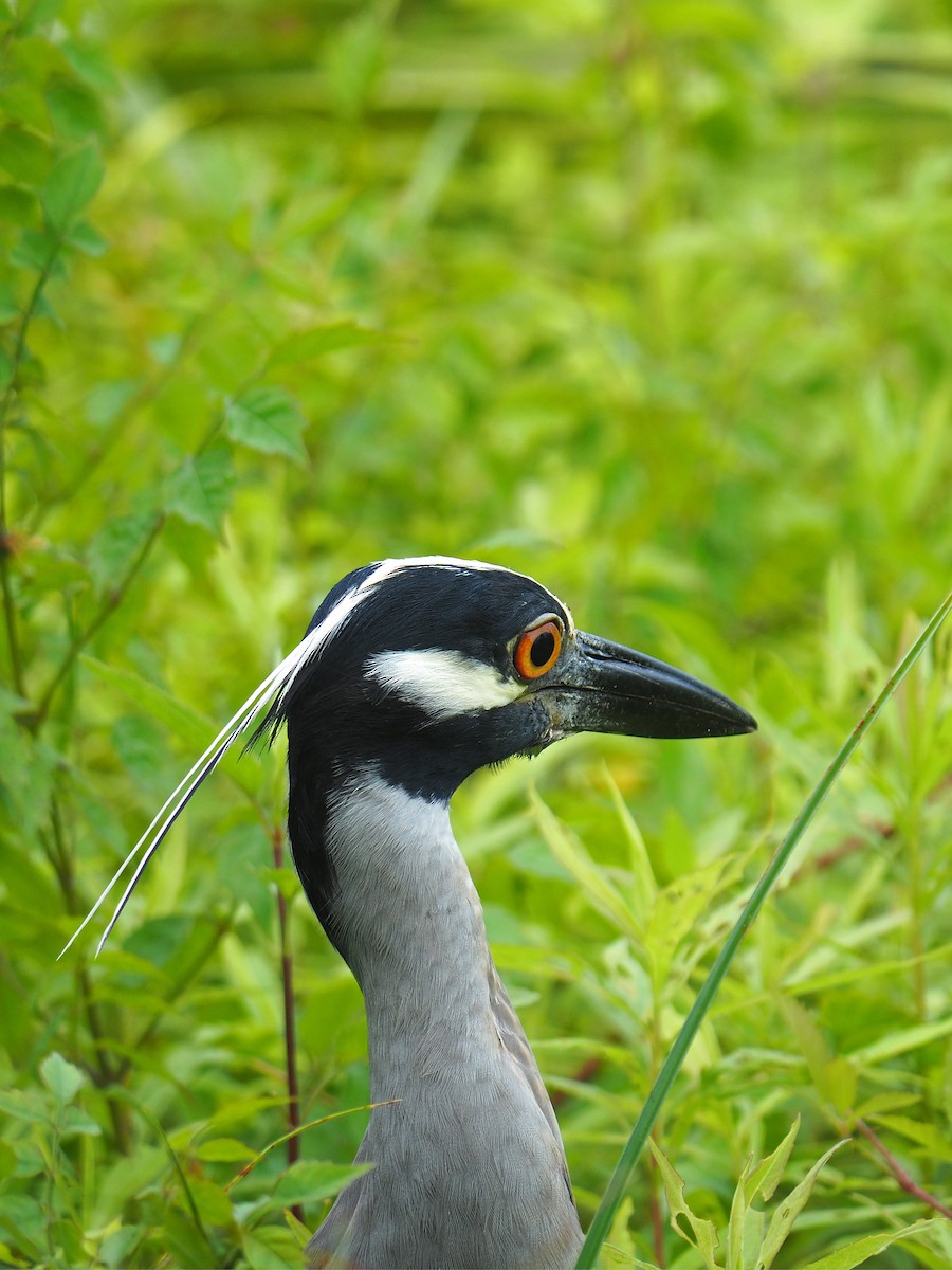 Yellow-crowned Night Heron - ML618525873