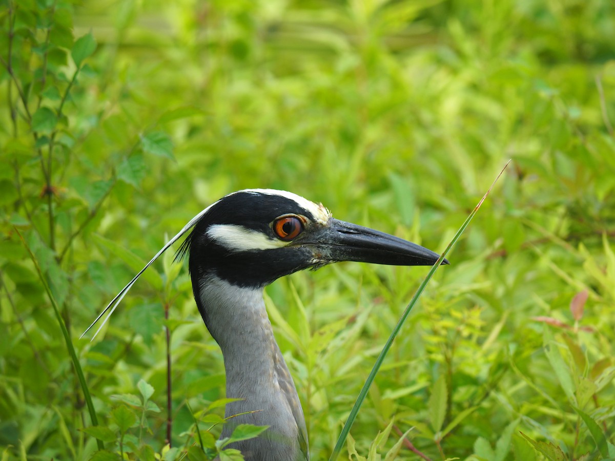 Yellow-crowned Night Heron - Sergey Buben