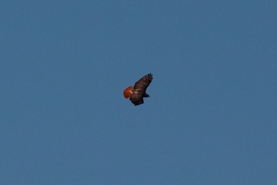 Red-tailed Hawk - ML618525912