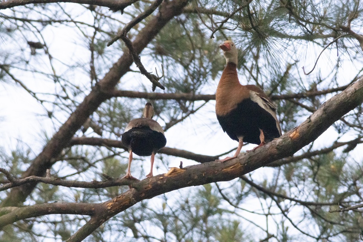 Black-bellied Whistling-Duck - ML618525915