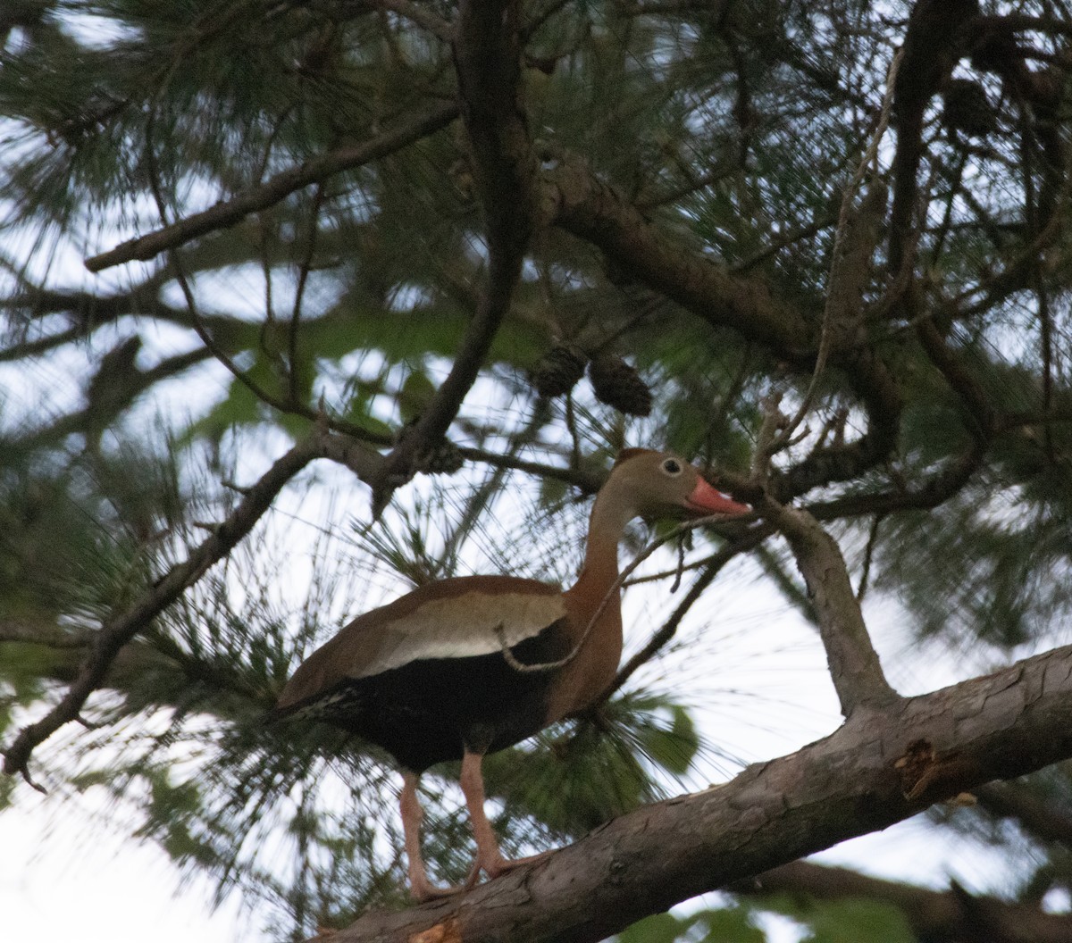 Black-bellied Whistling-Duck - ML618525916