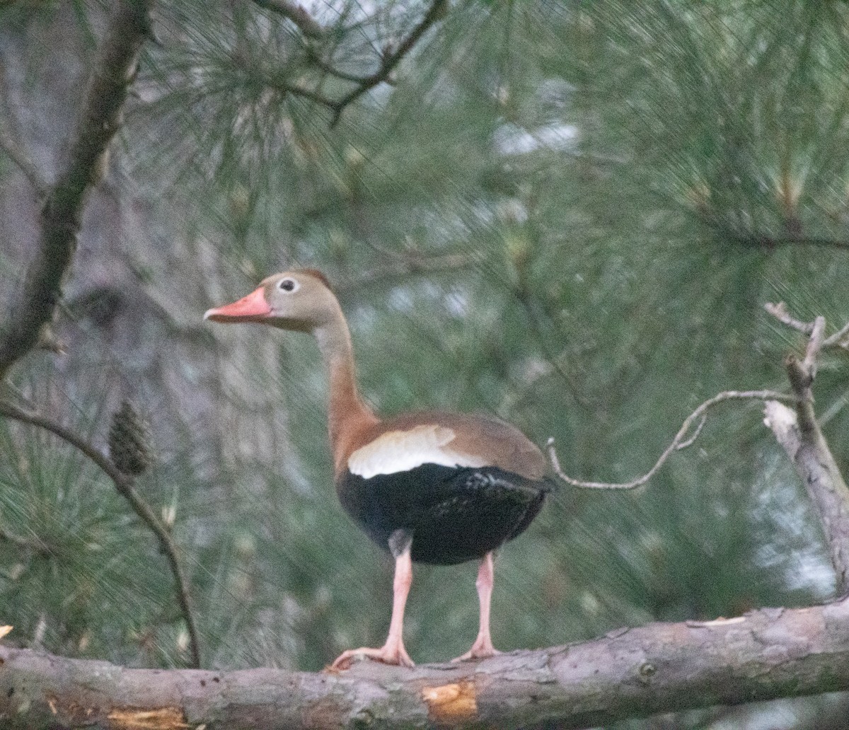 Black-bellied Whistling-Duck - ML618525917