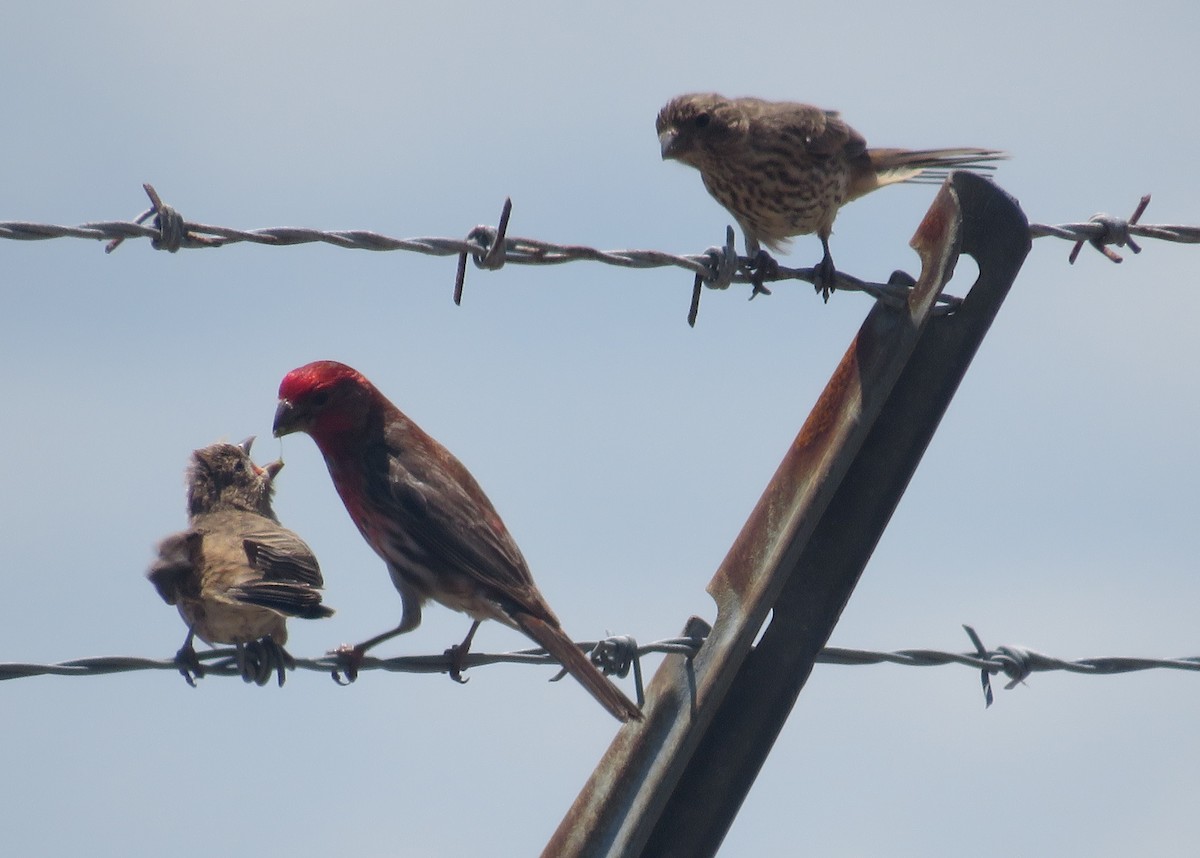 House Finch - Jay Kauffman