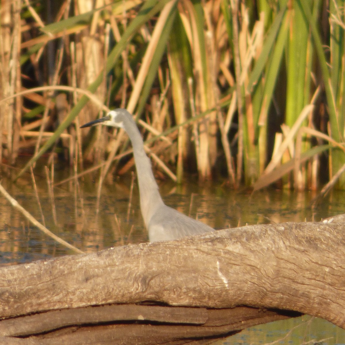 White-faced Heron - ML618525965