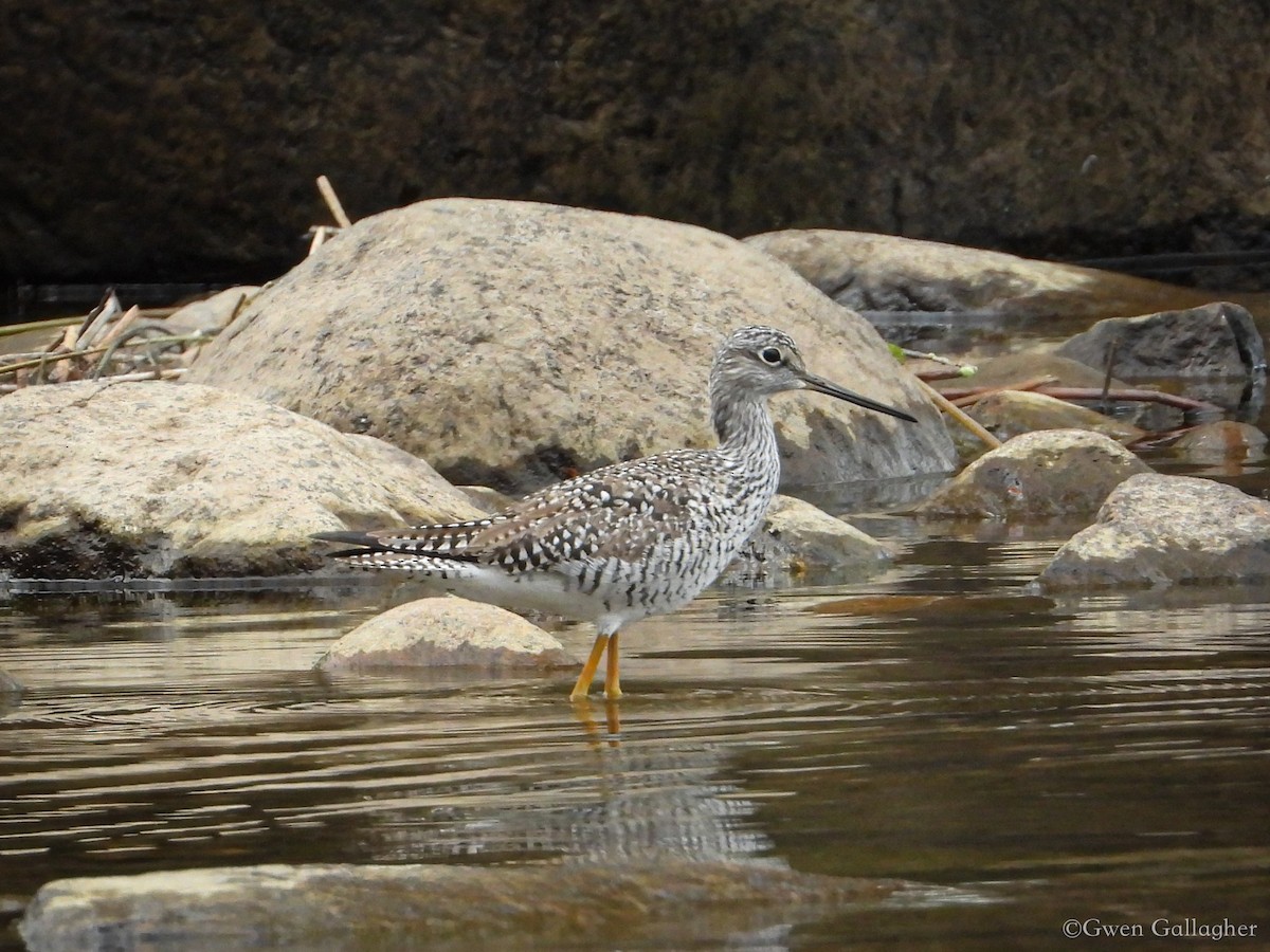 Greater Yellowlegs - ML618525977