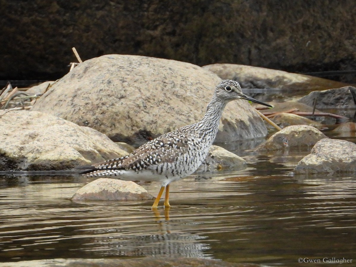 Greater Yellowlegs - ML618525978