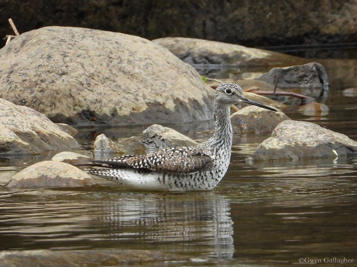 Greater Yellowlegs - ML618525979