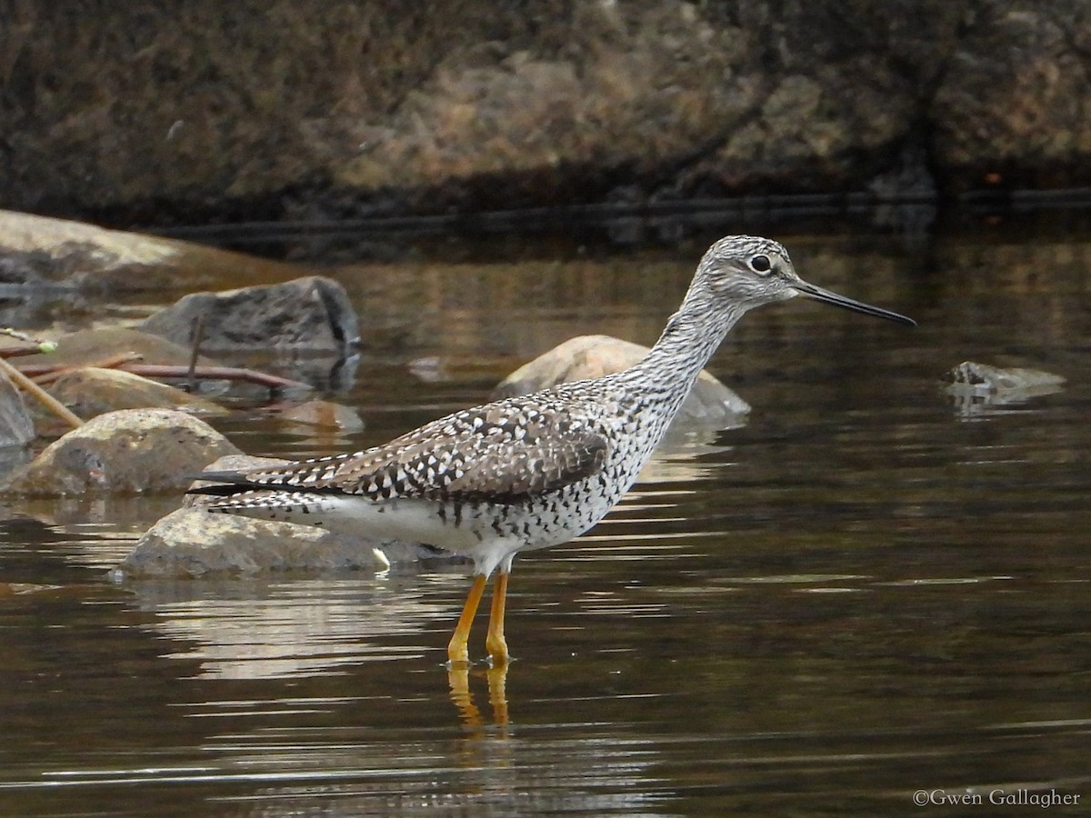 Greater Yellowlegs - ML618525981